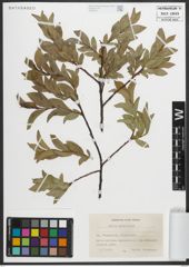 Foto von Salix myrsinites L.